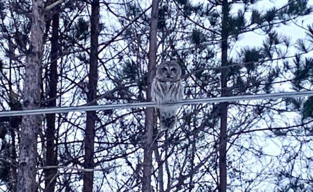 Life'S A Hoot Villa Au Gres Exterior photo
